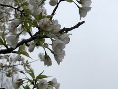 -高东镇樱花园