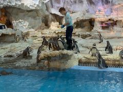 -帝企鹅自助餐厅•儿童岛•真企鹅(长隆企鹅酒店)