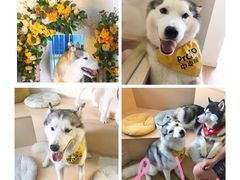 -Husky Go! 哈士奇体验馆·宠物咖啡厅狗咖