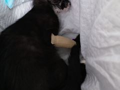 -欧奕国际动物医院