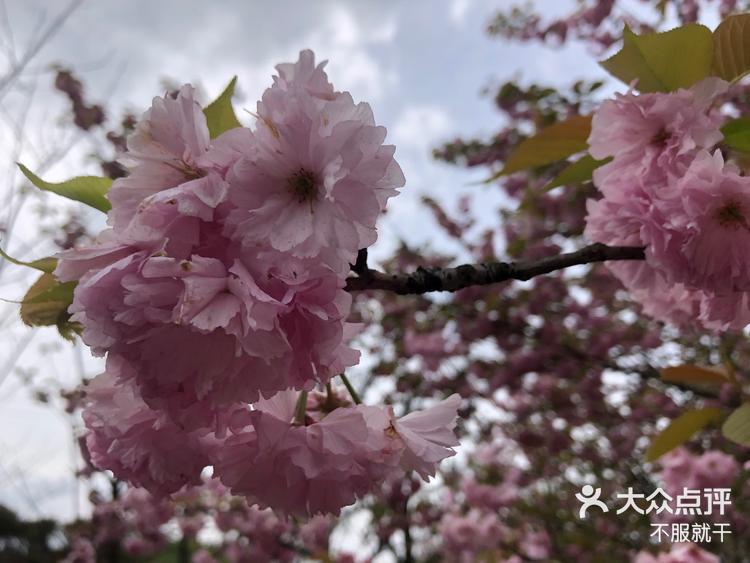 沙湾樱花基地图片