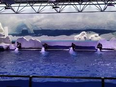 -秦皇岛乐岛海洋王国