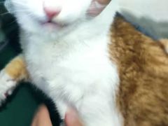 -佳怡动物医院·平价24小时·猫专科骨外科
