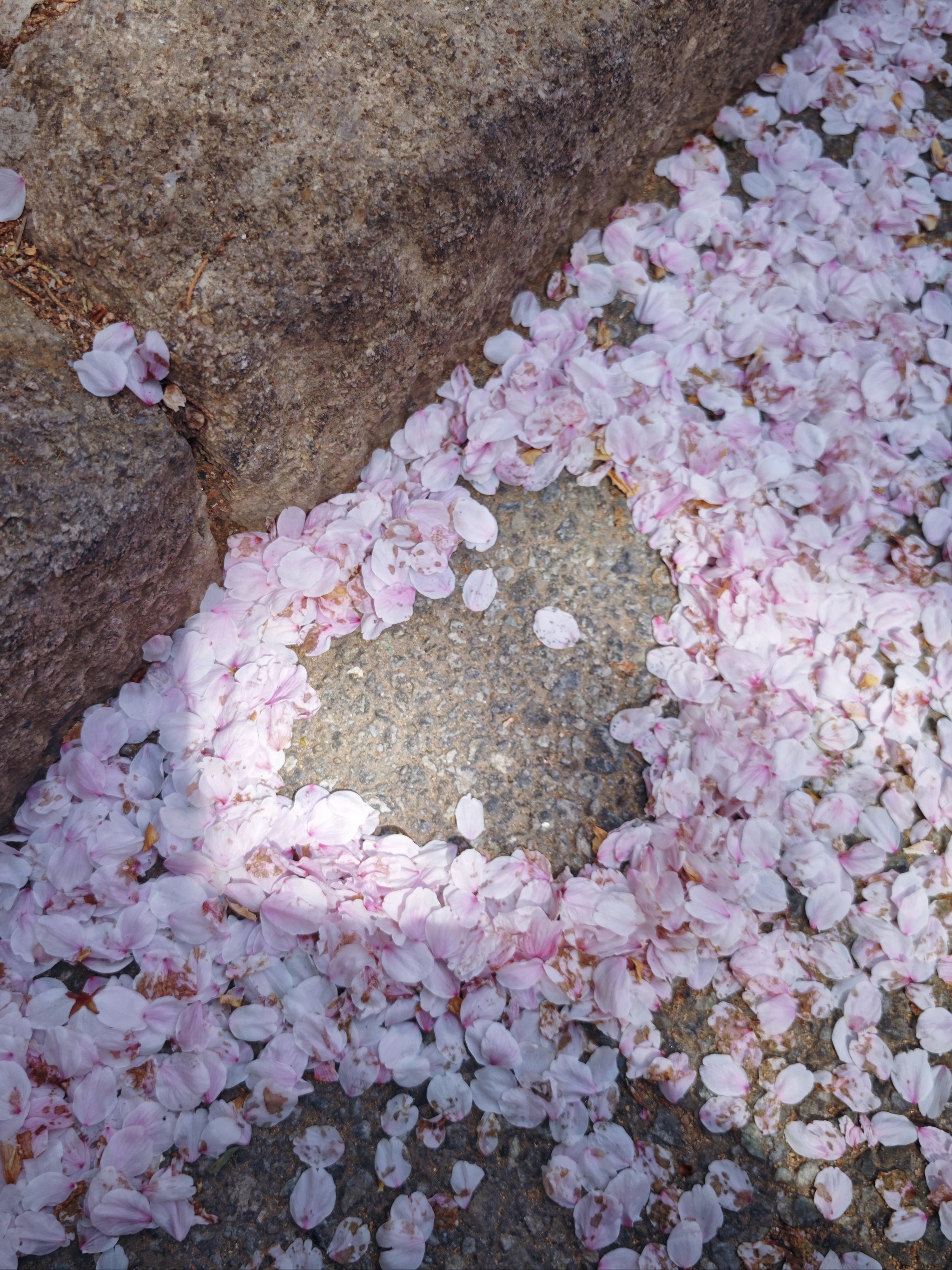 青岛|赏樱🌸还得是老城区里面 人少好拍免费