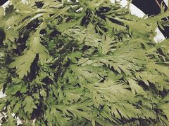 -重庆刘一手火锅(三峡广场直营店)
