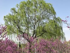 -石家庄市植物园