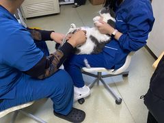 -美联众合宠物医院·爱萌分院·内外科·猫科中心