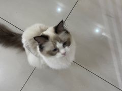 -鼓捣猫呢主题猫咖店