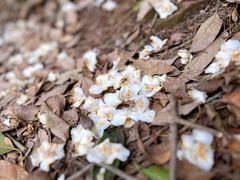 -西湖风景区十里琅珰-五云山