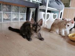 -十年猫舍·猫咪专门店(普陀店)
