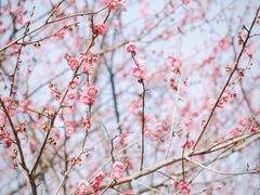 -杭州半山国家森林公园