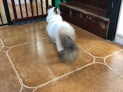 -李小姐の猫咖啡馆(五角场店)