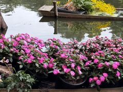 -深圳仙湖植物园