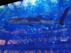 -成都浩海立方海洋公园