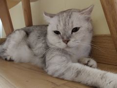 -Meowの猫咖(万家丽店)