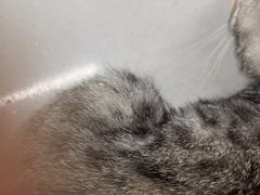 -爱侣宠医·鹦鹉专科·小型哺乳类·异宠专科(灵石路店)