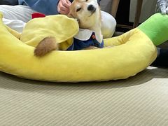 -逗柴咖啡屋·狗咖猫咖宠物桌游
