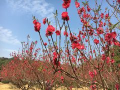 -南国桃园旅游度假区