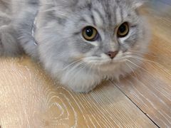 -猫咪派对(江南西店)
