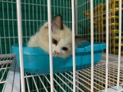 -猫十亿·布偶金渐层·曼基康矮脚猫舍(青年路店)