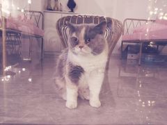 -宠爱国际动物医院· 猫科· 外科·中兽医(长白店)