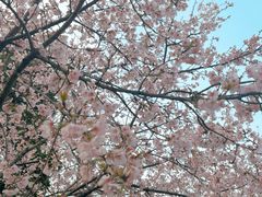 -杭州植物园