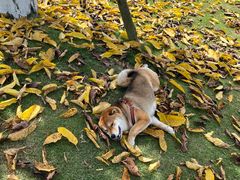 -水碾河肥兔火锅(水碾河店)