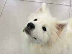 -安格丽娜·狗咖·猫咖羊驼咖(春熙路百盛商场店)