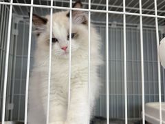 -翊宠yipet猫狗购宠庄园犬舍•猫舍