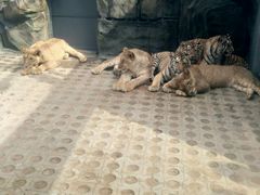 -西安秦岭野生动物园