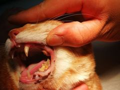 -安安宠医·安宠宠物医院