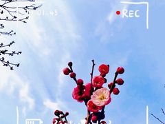 -无锡梅园公园