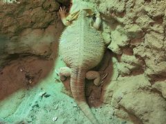 -上海大自然野生昆虫馆