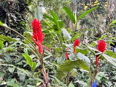 -中国科学院西双版纳热带植物园