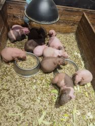 -酷嗒动物文化乐园(cutezoo西溪乐天城店)