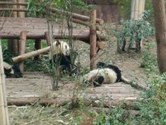 -成都大熊猫繁育研究基地