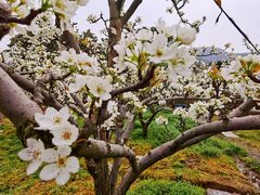 -树山生态村