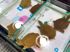 -大东门农贸市场(东顺城街)