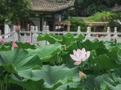 -莲湖公园