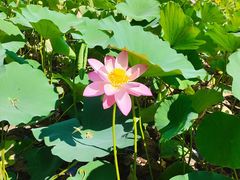 -莲花池公园