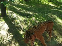 -北京野生动物园