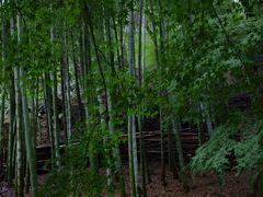 -西芳寺(苔寺)