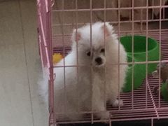 -艾贝尔宠物医院·狂犬免疫点(江山金象城店)