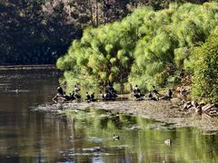 -墨尔本皇家植物园