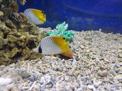 -沙沙哗啦海洋馆(华宇百花谷店)