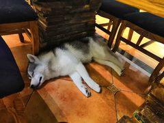 -more than meow吴止猫主题餐厅(承德 中船汇店)