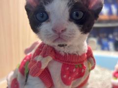 -屋虎猫馆(宝安大仟里店)