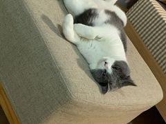 -芭比堂动物医院·CT·微创中心(新顺分院)