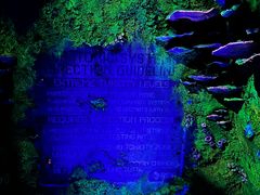 -奥兰多迪士尼动物王国乐园