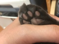 -八公叔叔宠物美容连锁(春申店)